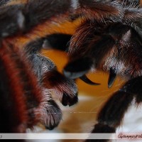 Grammostola alticeps