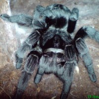 Grammostola pulchra female