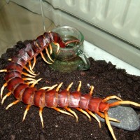 Scolopendra gigantea drinking