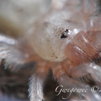 Aphonopelma anax