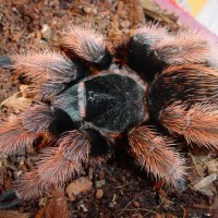 Brachypelma klaasi