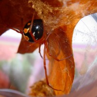 Latrodectus bishopi