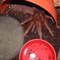 Theraphosa apophysis