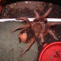 Theraphosa apophysis