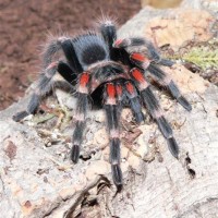 Brachypelma auratum