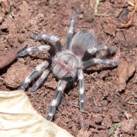 Nhandu chormatus (spiderling)