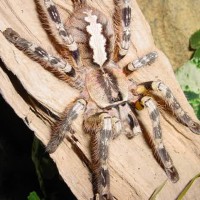 Poecilotheria striata