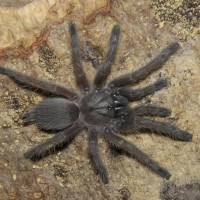 Monocentropus balfouri