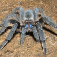 Aphonopelma crinirufum