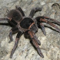 Acanthoscurria fracta