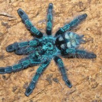 Avicularia versicolor