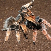 Brachypelma klaasi