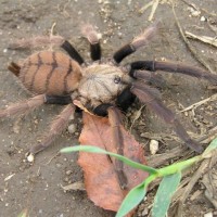 Chilobrachys fimbriatus