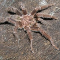 Citharischius crawshayi