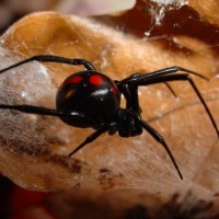 Latrodectus variolus