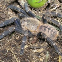 Lampropelma violaceopes