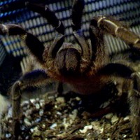 Aphonopelma seemanni