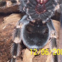 B smithi Female?