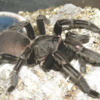 Haplopelma minax