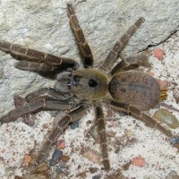 Ceratogyrus brachycephalus