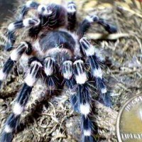 Acanthoscurria geniculata