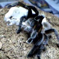 Aphonopelma hentzi