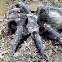 Aphonopelma seemanni