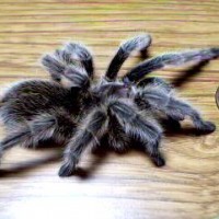 Grammostola rosea