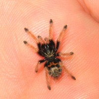 Chromatopelma cyaneopubescens 0.0.1