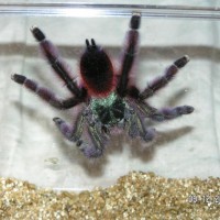 Avicularia versicolor