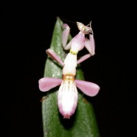 Orchid Mantis