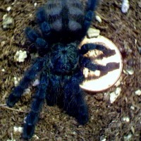 Avicularia versicolor