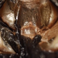 Avicularia metallica