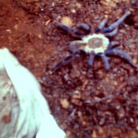 Haplopelma lividum