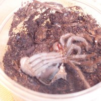 Lasiodora parahybana moult