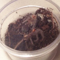 Lasiodora parahybana moult