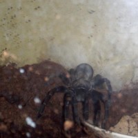 Haplopelma sp.