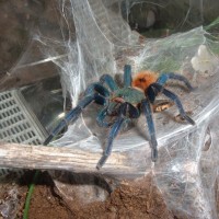 Chromatopelma cyaneopubescens