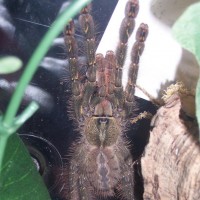 Not sure what Poecilothera sp this is