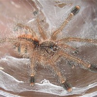 Avicularia bicegoi juvenile