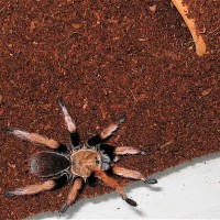 Aphonopelma bicoloratum juvenile female