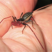 Giant Vinegaroon juvenile