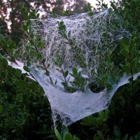 Sheetweb