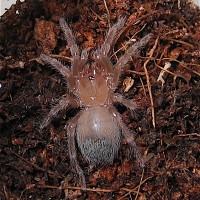 Brachypelma smithi