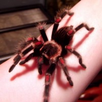 Brachypelma auratum