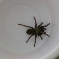 Unknown tarantula