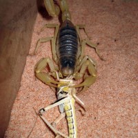 Hairy Desert Scorpion