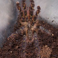 Please Id this Poecilotheria