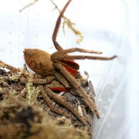 Cupiennius coccineus female