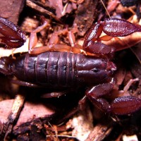 Diplocentrus sp. "Cozumel"